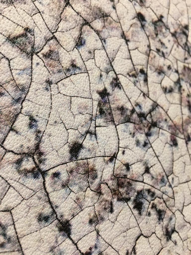 AGNEAU IMPRESSION NUMERIQUE